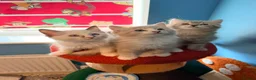 Ragdoll cats for sale: 3 tica reg ragdolls  - Advert 1