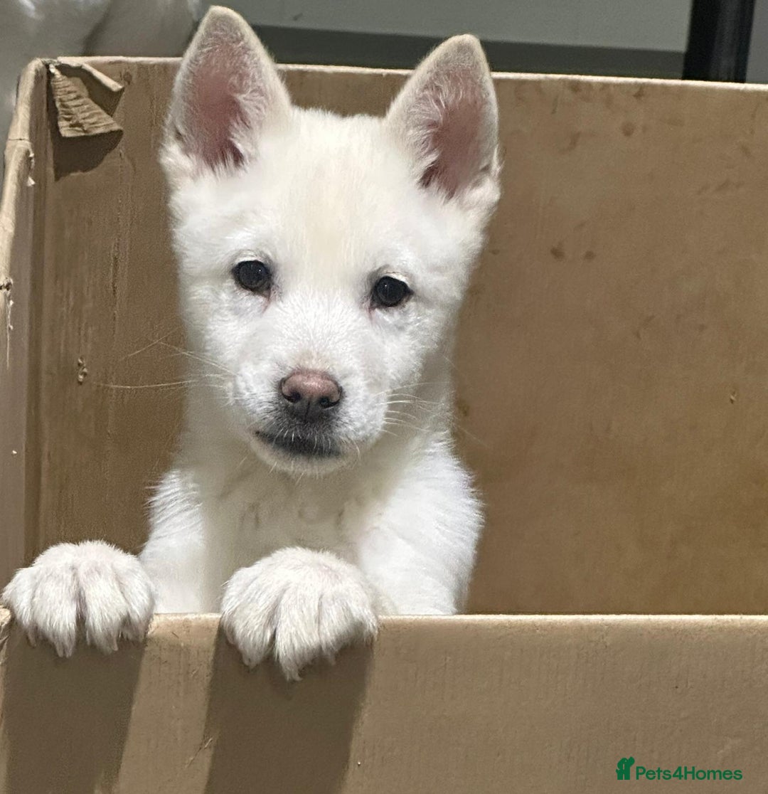 Mixed Breed dogs for sale: adorable male Chowski pup for sale - Advert 1