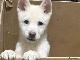 Mixed Breed dogs adorable male Chowski pup for sale - Advert 3