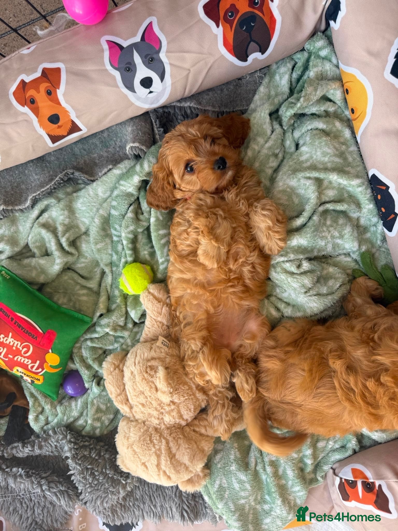 Cavapoo dogs Cavapoo🐾 puppies F1 extensively health tested - Advert 2