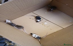 Mouse rodents for sale: <:3)~~~~ *!* baby pet fancy mice *!* <:3)~~~~ - Advert 6