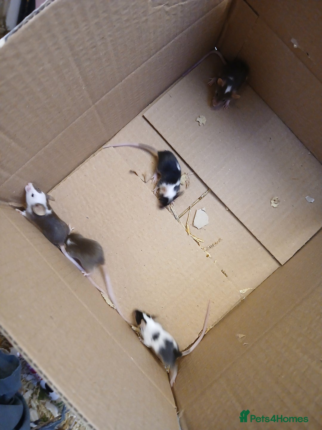 Mouse rodents for sale: <:3)~~~~ *!* baby pet fancy mice *!* <:3)~~~~ - Advert 6