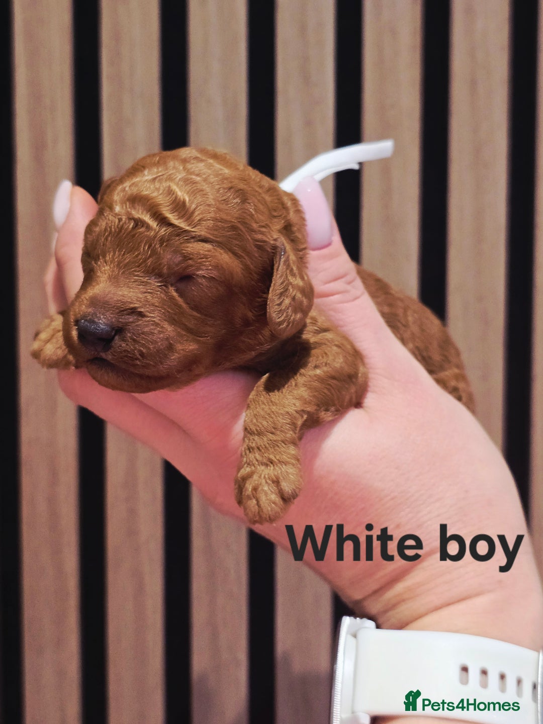 Cavapoo dogs for sale:  🐕Ruby Cavapoo Toy F1bb 🧸DNA tested🧸 - Image 26