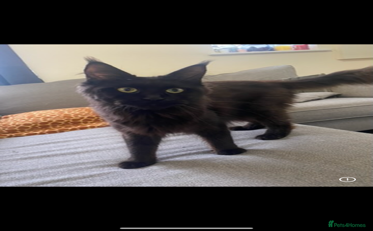 Maine Coon cats - Advert 1