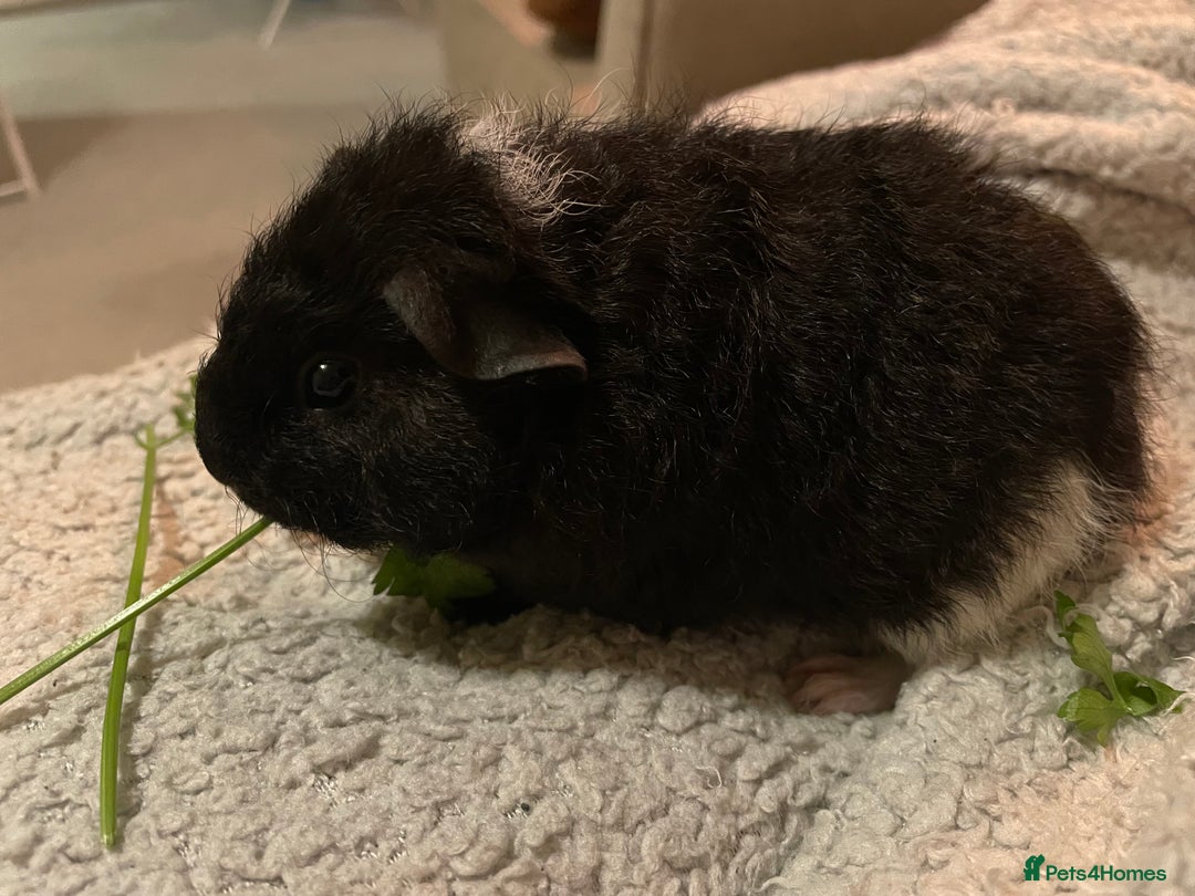 Guinea Pig rodents for sale: Pair of teddy boars for sale - Image 4