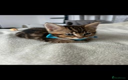 Bengal cats for sale: Pedigree bengal kittens available from 18/11/2025 - Advert 5