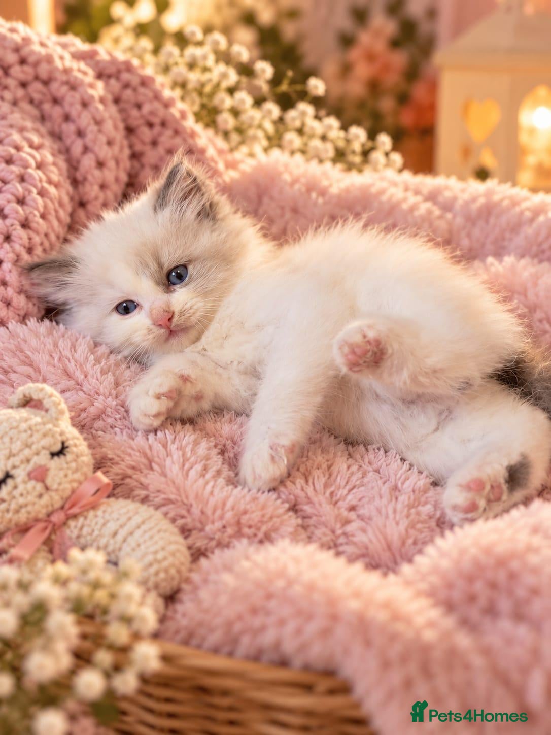 Ragdoll cats for sale: Gorgeous pure ragdolls - Advert 3