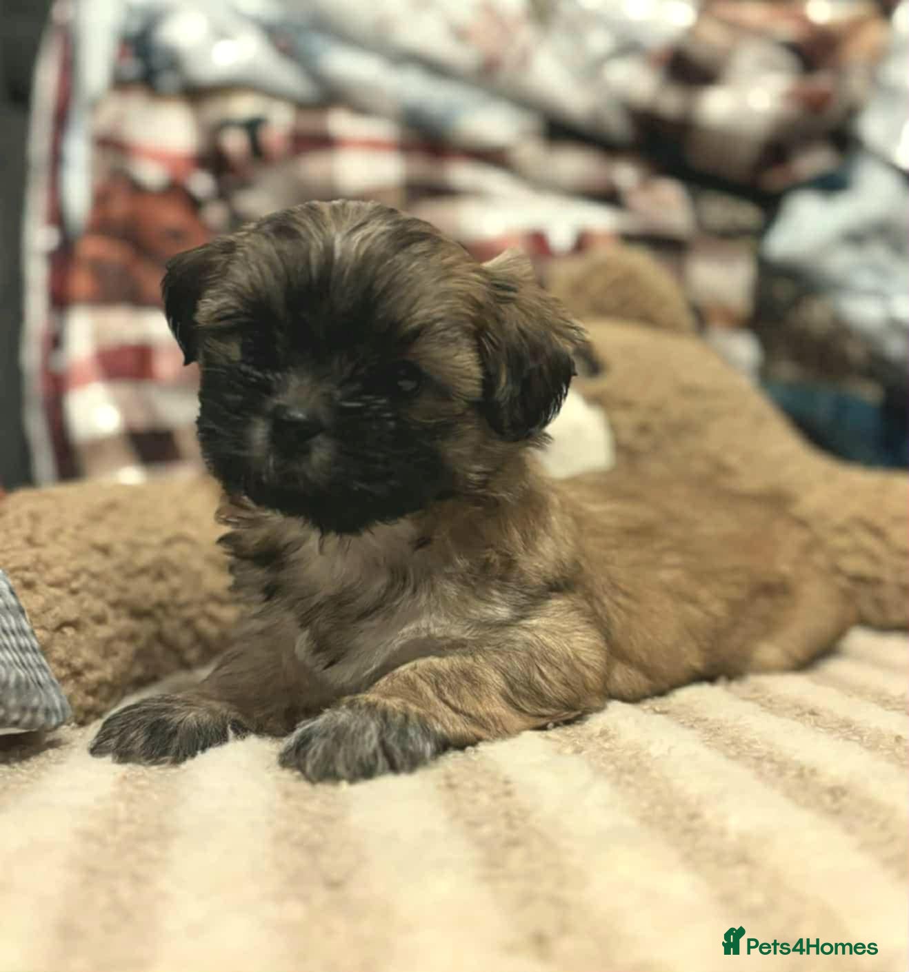 Mixed Breed dogs Beautiful puppies  - Advert 4