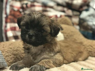 Mixed Breed dogs Beautiful puppies - Advert 9