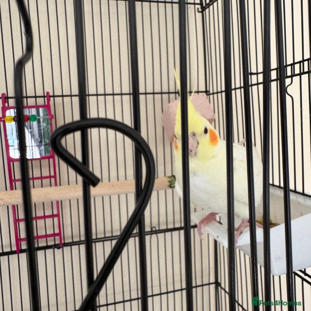 Cockatiels birds for sale: Male cockatiel for sale - Image 7