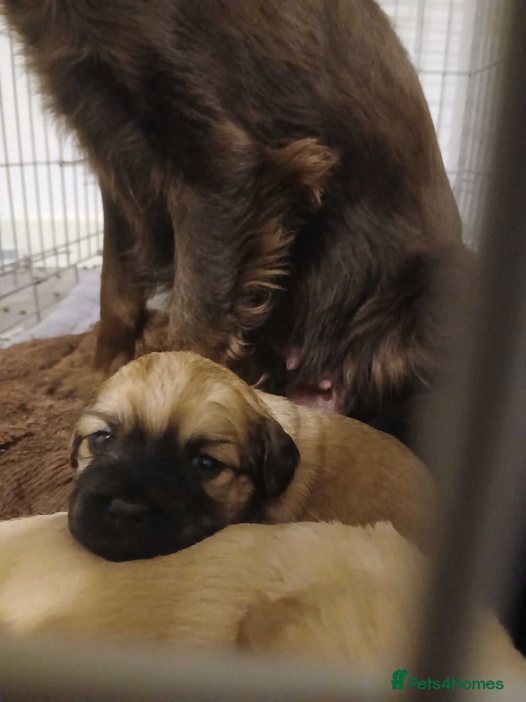 Mixed Breed dogs for sale: 2 pups left  - Advert 16