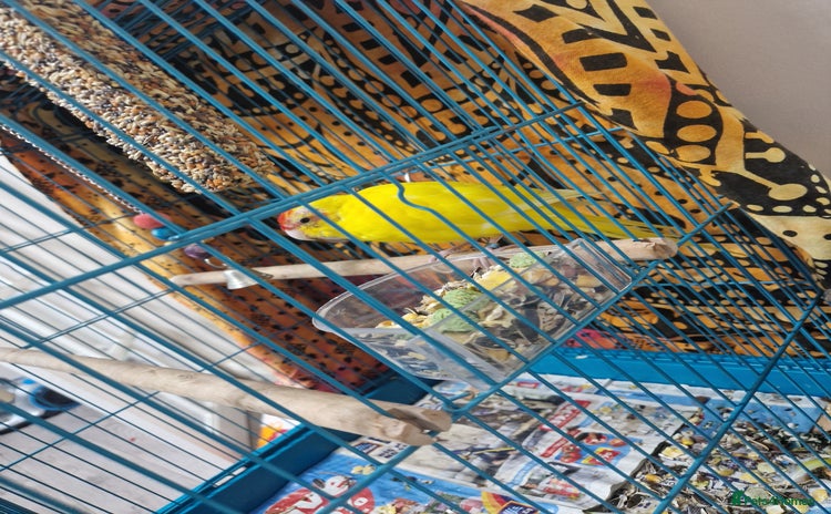 Parakeets birds - Advert 1