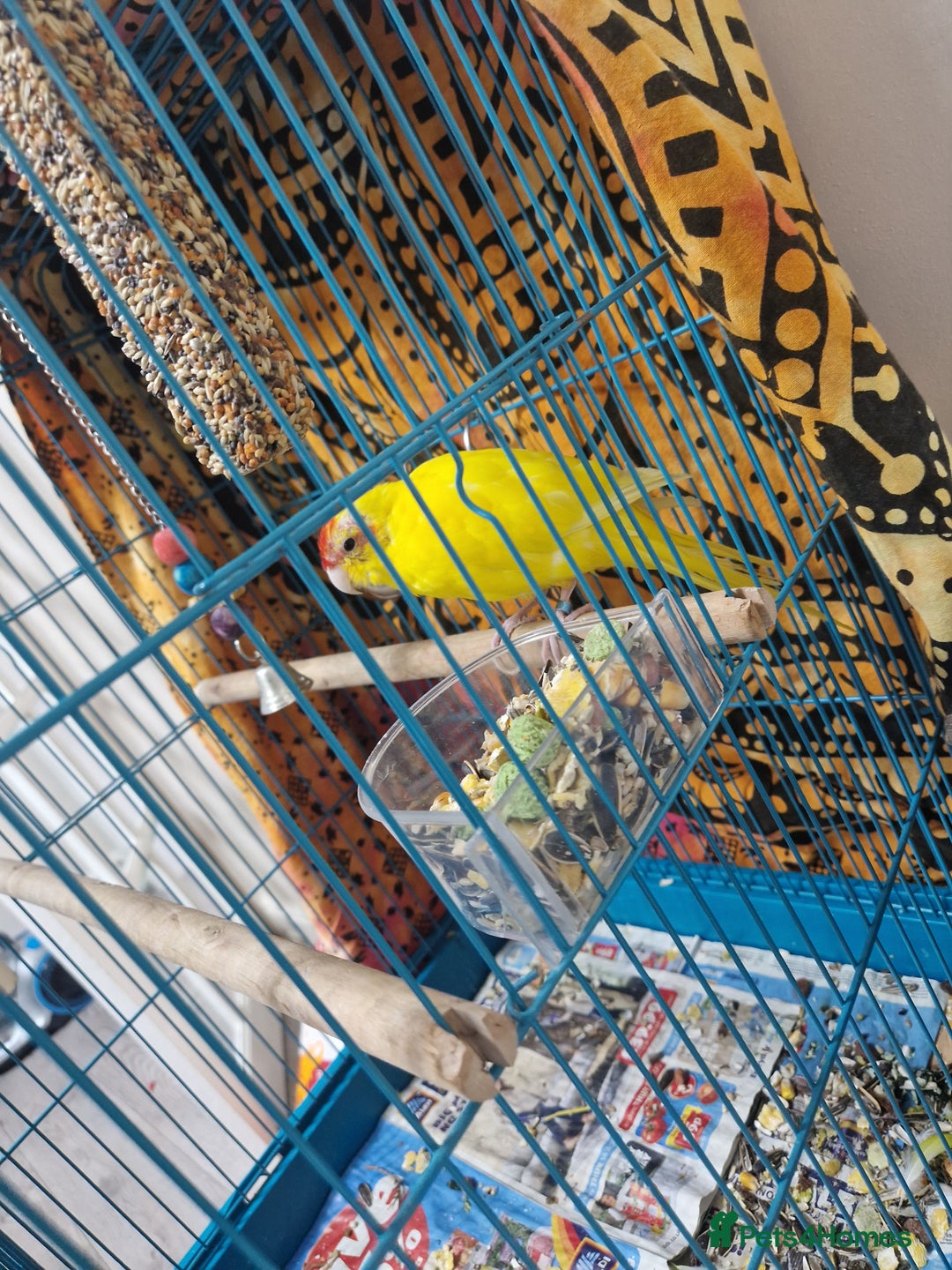 Parakeets birds for sale: Budgie for sale - Image 1