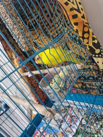 Parakeets birds - Advert 4