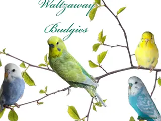 Budgerigars birds Hand Tame Budgie Chicks Ready End Feb / March - Advert 1