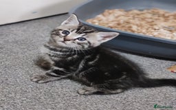 Mixed Breed cats for sale: Cute Bengal mix Kittens looking for loving homes🐱 - Image 28