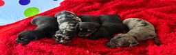Miniature Dachshund dogs for sale: Mini dachshund puppies KC registered, DNA tested - Advert 17
