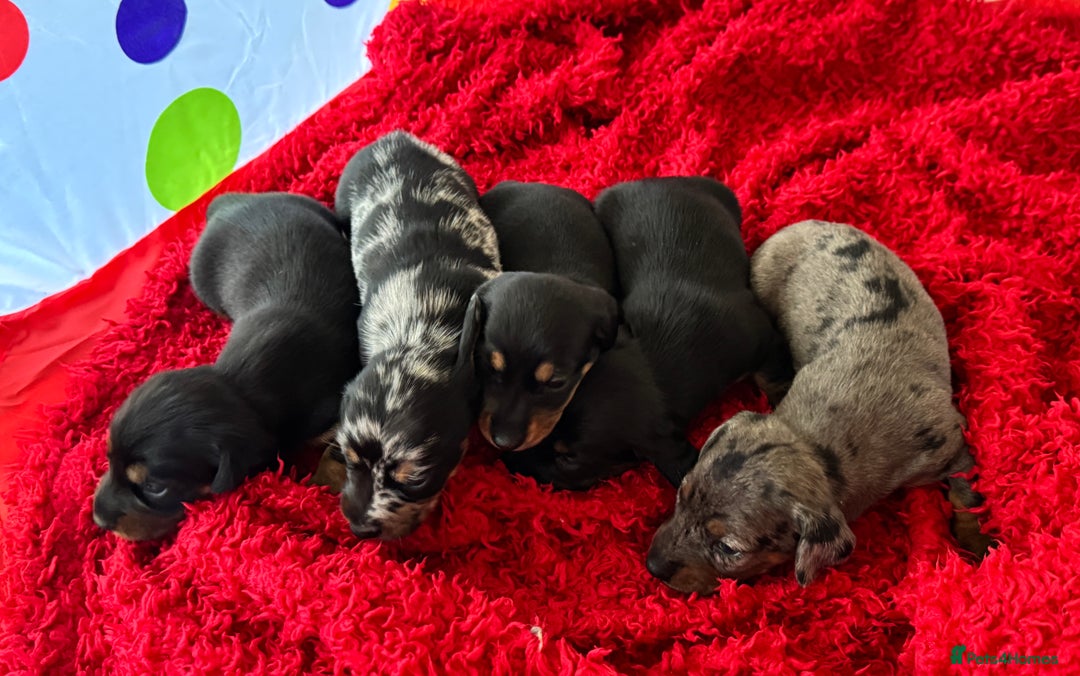 Miniature Dachshund dogs for sale: Mini dachshund puppies KC registered, DNA tested - Advert 17