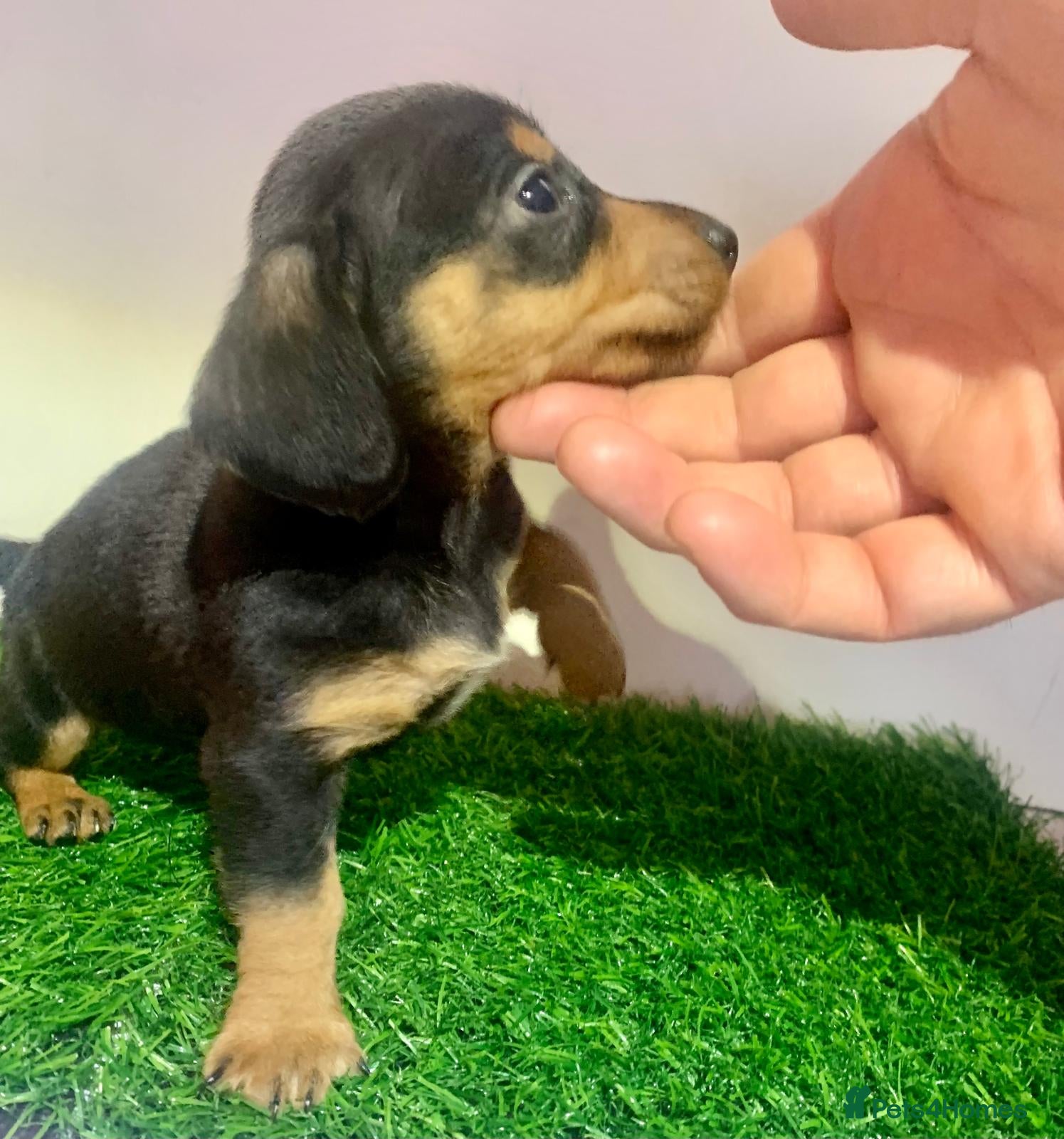 Miniature Dachshund dogs Last boy ready now kc reg mini daschund  - Advert 14