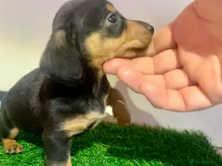 Miniature Dachshund dogs Last boy ready now kc reg mini daschund - Advert 14