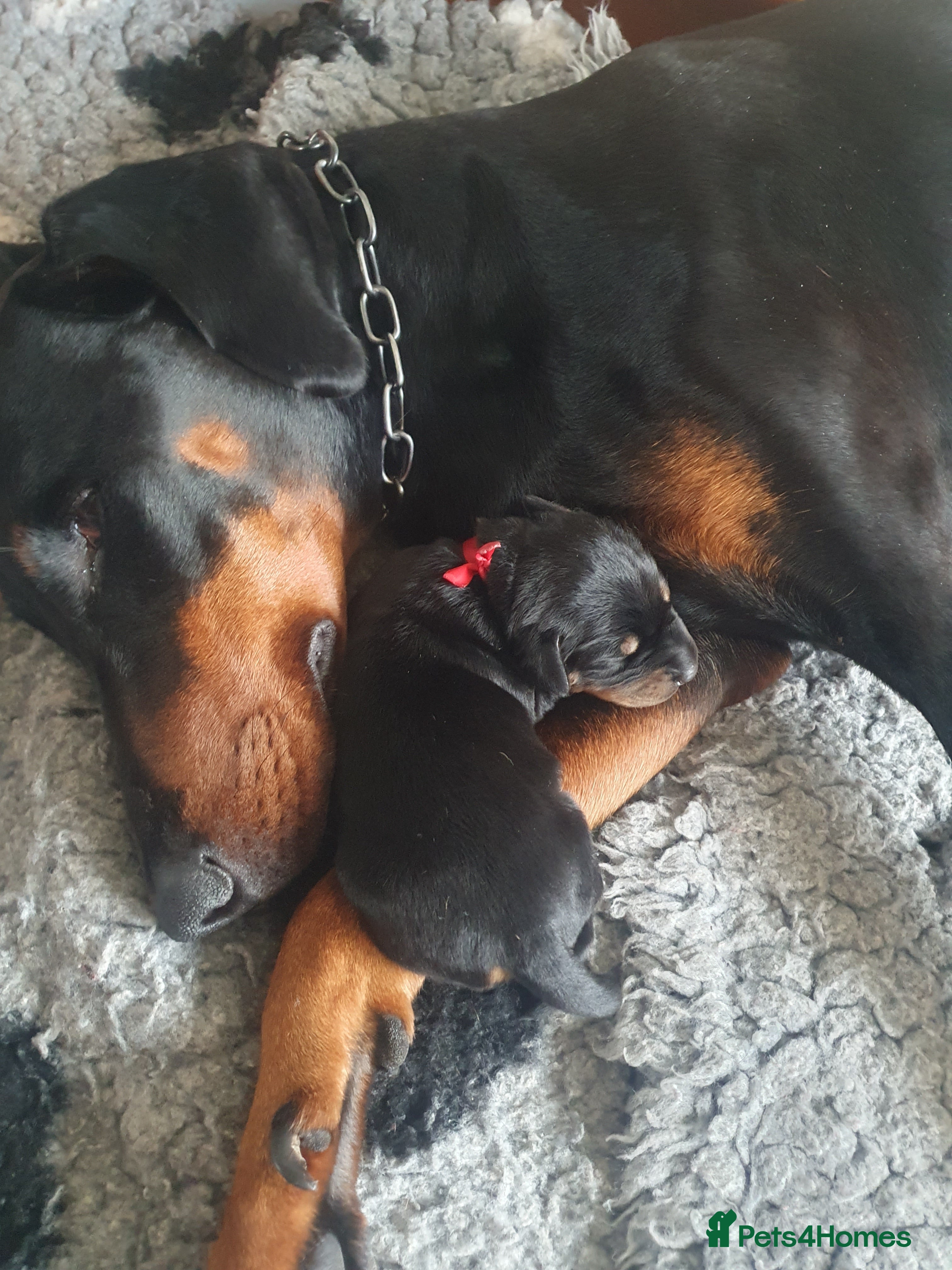 Dobermann dogs Dobermann puppies  - Advert 3