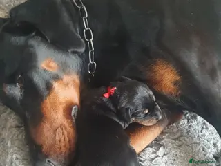 Dobermann dogs Dobermann puppies - Advert 3