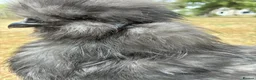 Chickens poultry for sale: Blue Bearded Large Fowl Silkie Hatching Eggs - Advert 4