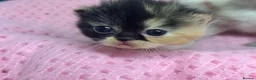 Exotic cats for sale: 3 beautiful quality exotic kittens - Advert 9