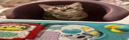 Bengal cats for sale: Gorgeous pedigree bengal male  - Advert 5