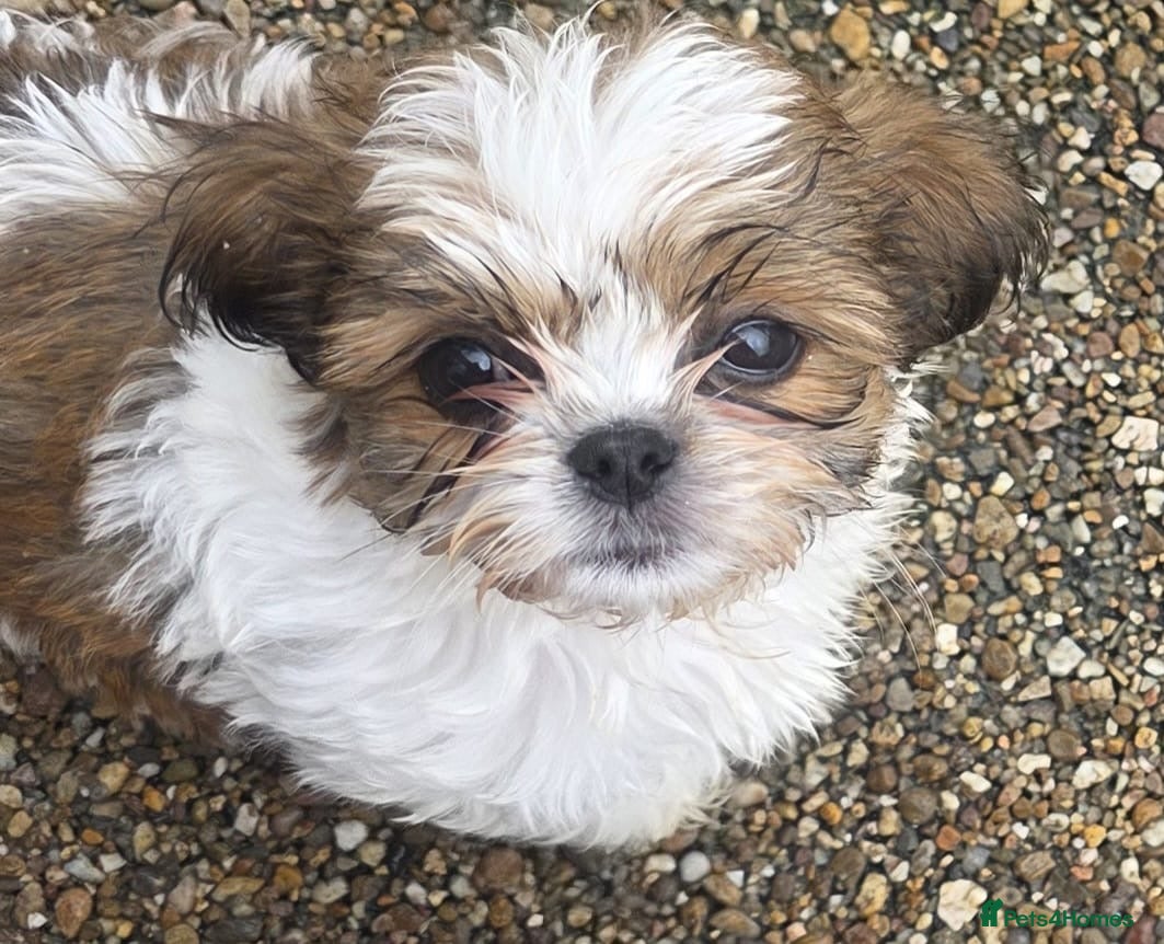 Shih Tzu dogs Shih tzu puppies  - Advert 2