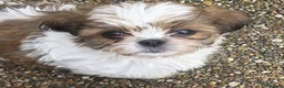 Shih Tzu dogs for sale: Shih tzu puppies  - Advert 2