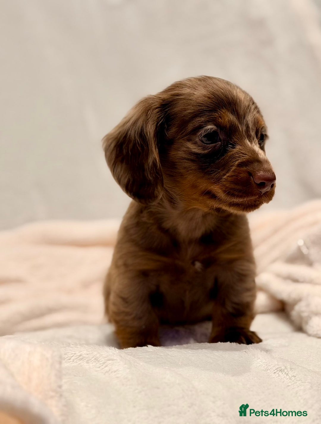 Miniature Dachshund dogs for sale: Long haired dachshund puppie - Advert 5
