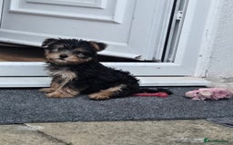 Yorkshire Terrier dogs for sale: Yorkshire Terrier for sale - Image 3