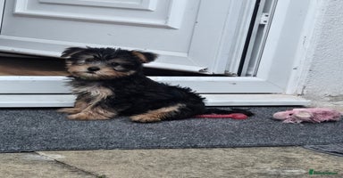 Yorkshire Terrier dogs - Advert 3