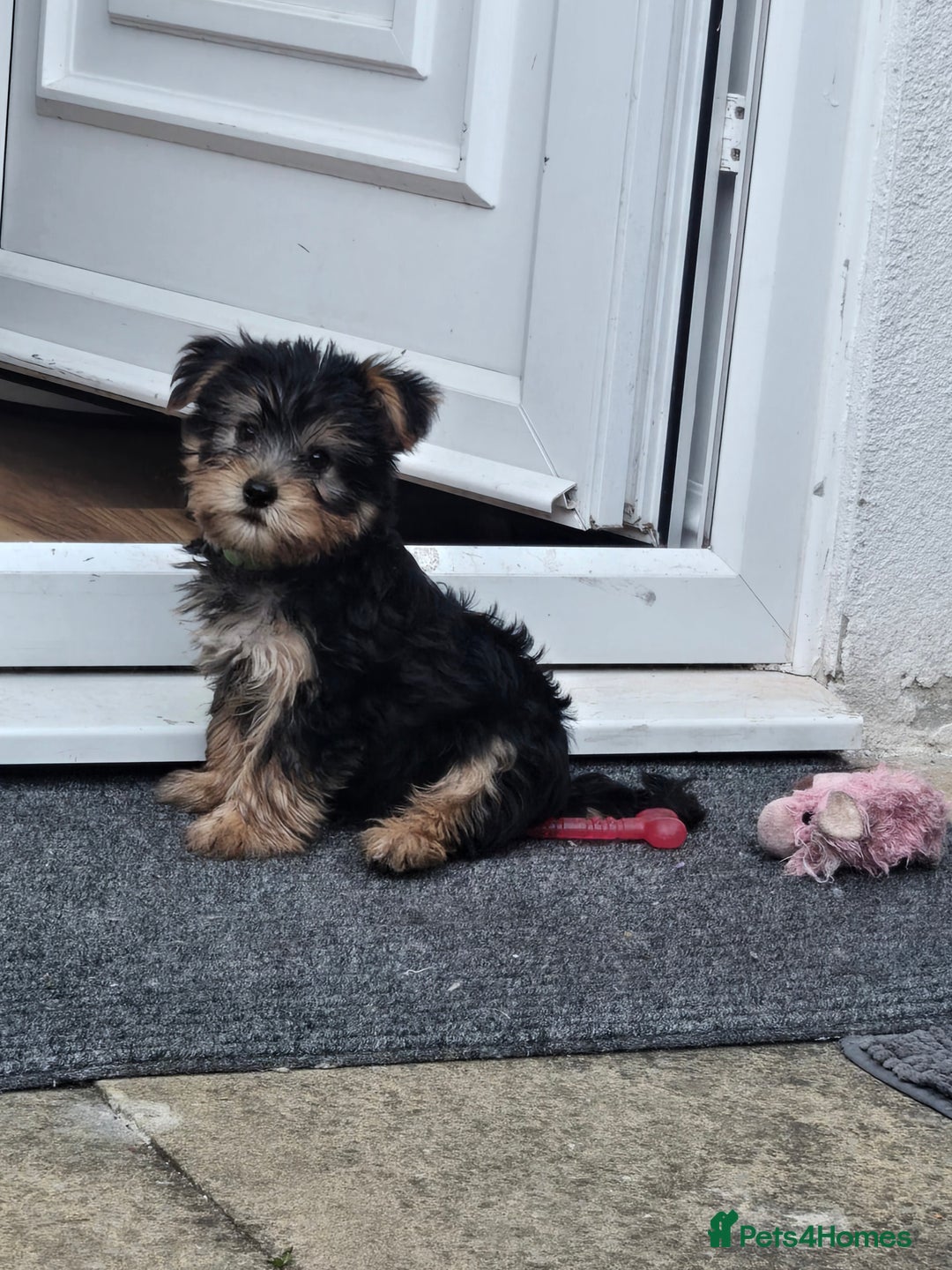 Yorkshire Terrier dogs for sale: Yorkshire Terrier for sale - Image 3