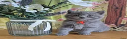 British Shorthair cats for sale: Pure British Shorthair kittens - Advert 20