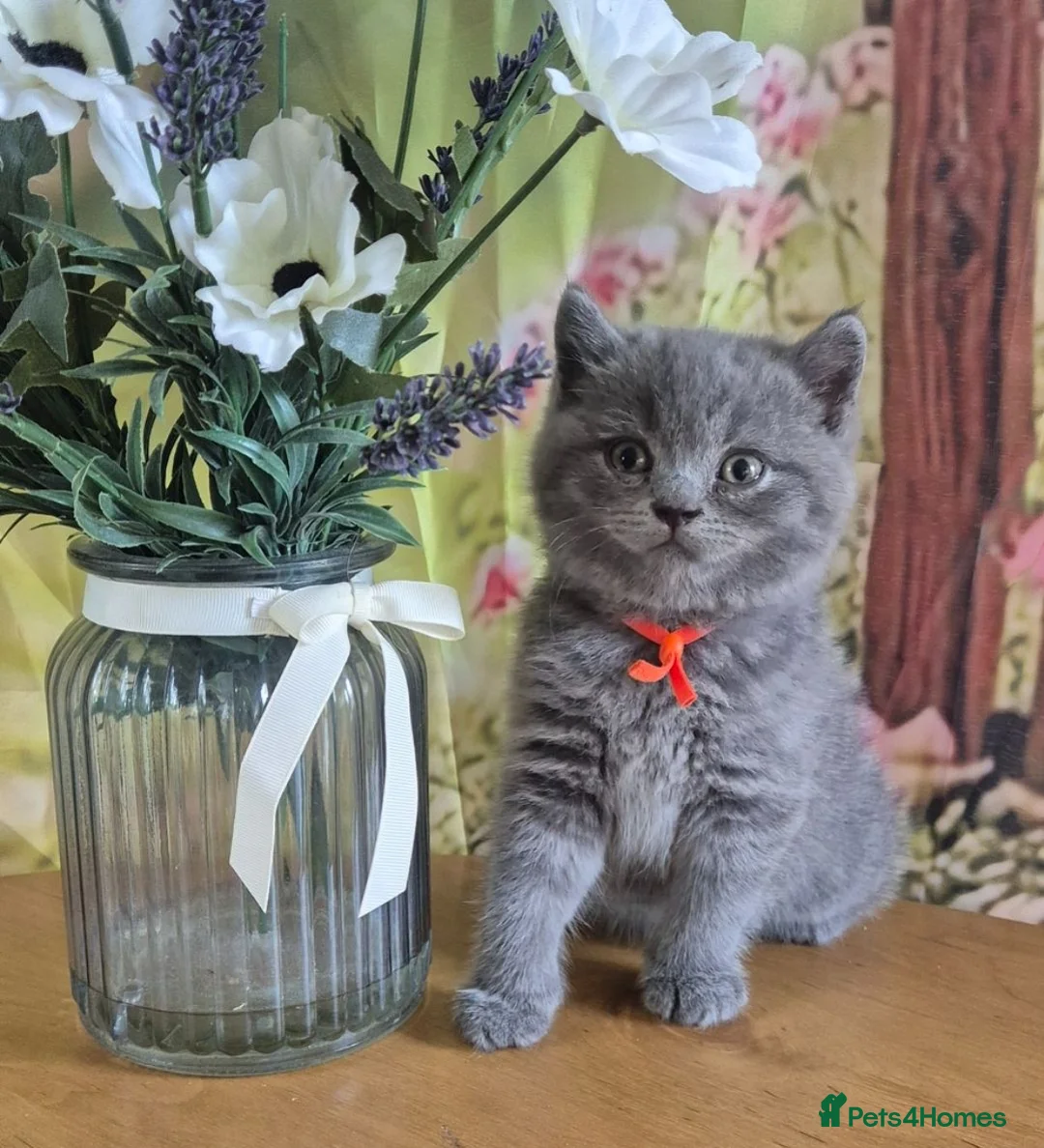 British Shorthair cats for sale: Pure British Shorthair kittens - Advert 20
