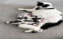 Mixed Breed cats for sale: Cute kitten  - Image 4