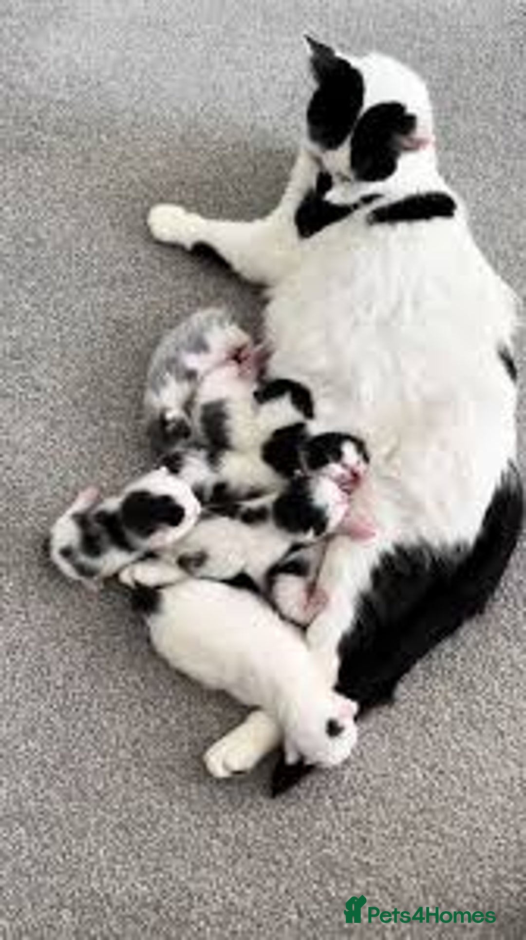 Mixed Breed cats for sale: Cute kitten  - Image 4