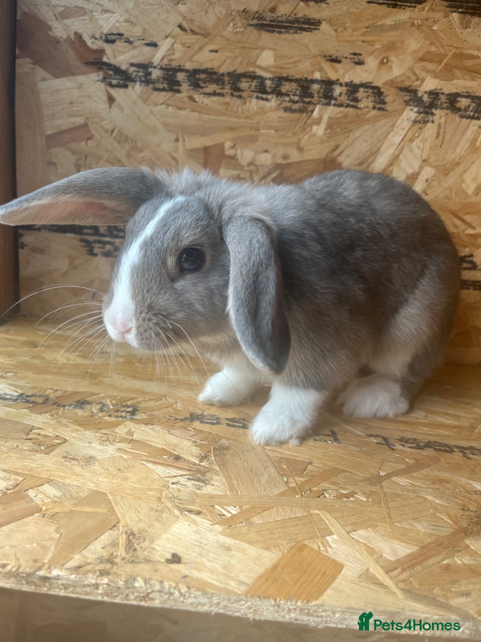 Mini Lop rabbits for sale: Mini lop rabbit  - Advert 1