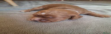 Cocker Spaniel 4