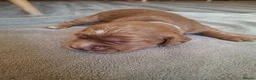 Cocker Spaniel dogs for sale: 4 Red Working Cocker Spaniel Boys - Advert 10