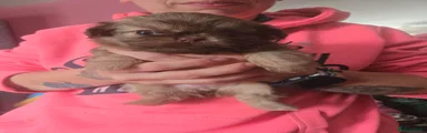 Mixed Breed 2
