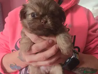 Mixed Breed dogs Super Happy Friendly Shihtzu x Chihuahua - Advert 7