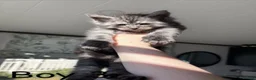 Maine Coon cats for sale: 7 Maine coon Kittens - Advert 9