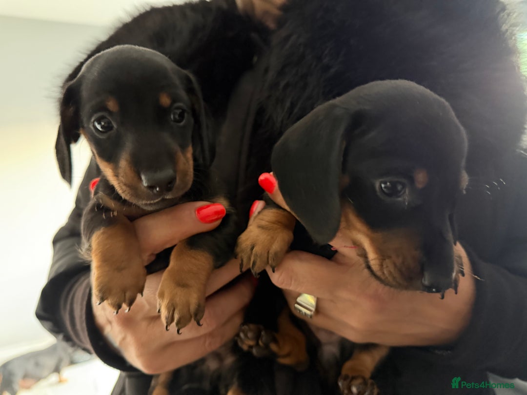 Dachshund dogs for sale: Dashchund Pups one boy one girl - Advert 1
