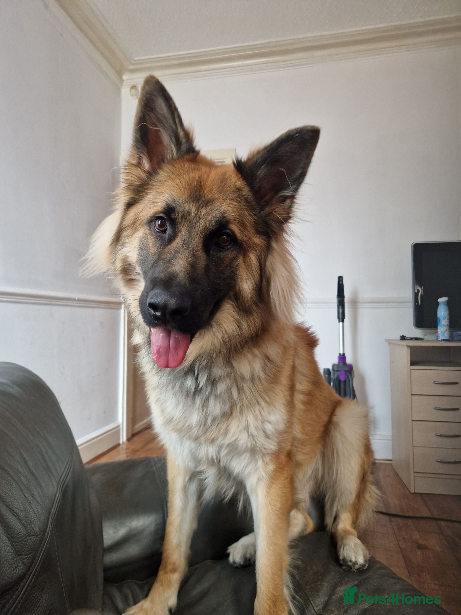 German Shepherd dogs Zennith -zen - Advert 1
