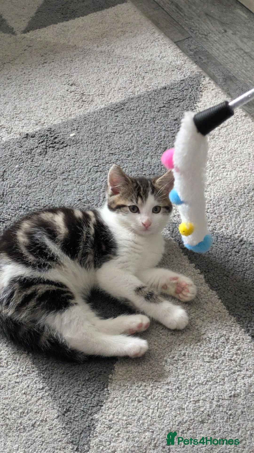 Mixed Breed cats for sale: Kitten for Re-homing - Advert 4
