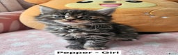 Mixed Breed cats for sale: Beautiful ginger mix long hair maine coon kittens - Advert 19