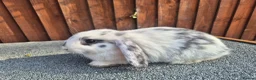 Mini Lop rabbits for sale: 💙 last 3 boys ❤️  - Advert 3